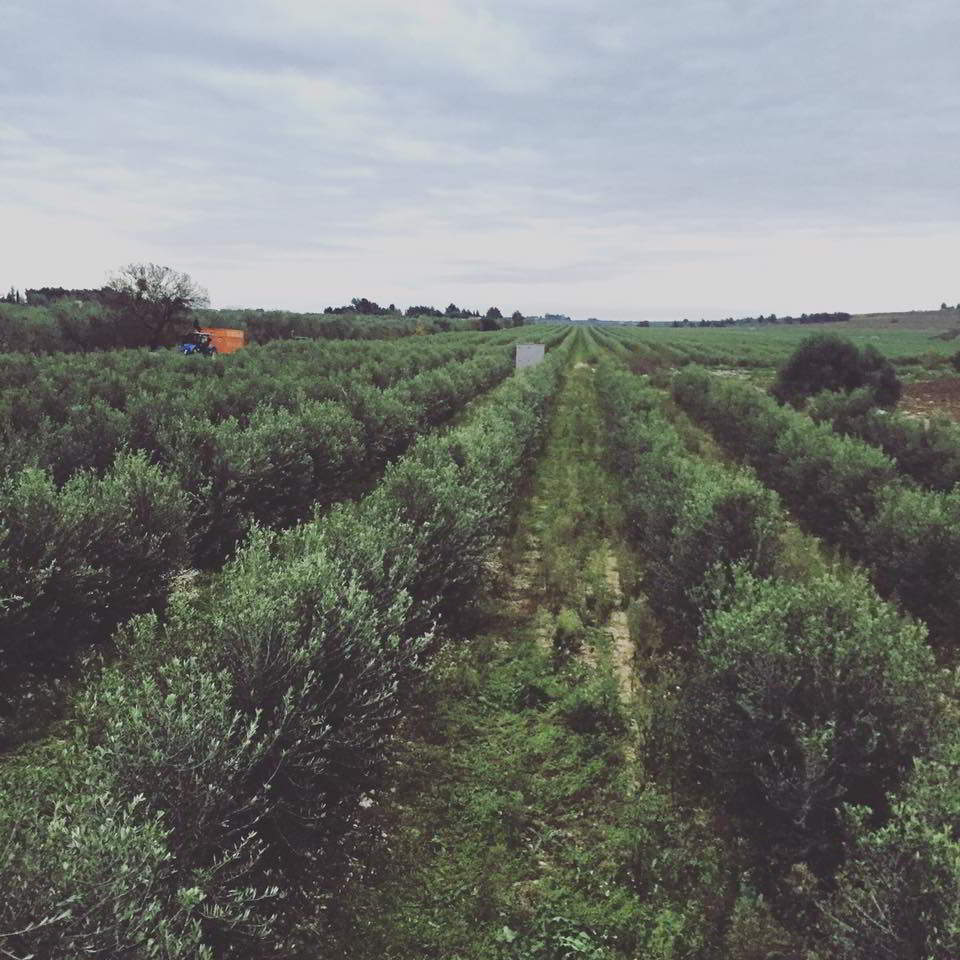 Vendita online Olio Extra Vergine d’Oliva